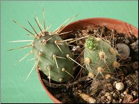 1207 Cumulopuntia berteri M1167 PICT3928